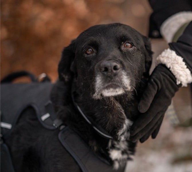 Elias, liebevoller Herzenshund, ca. 13 Jahre, ca. 55cm, ca. 25 kg *in 64287 Darmstadt*
