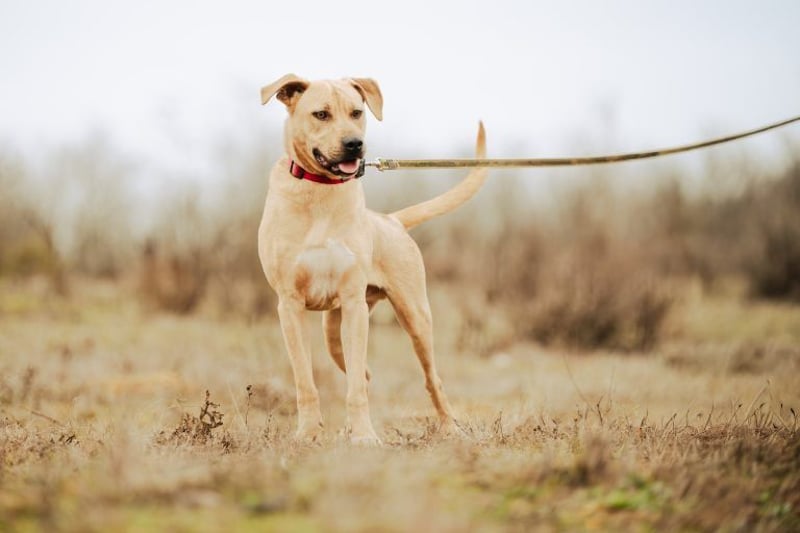 Billy, fröhlicher Wirbelwind, ca. 1 Jahr, ca. 55cm, ca. 23kg