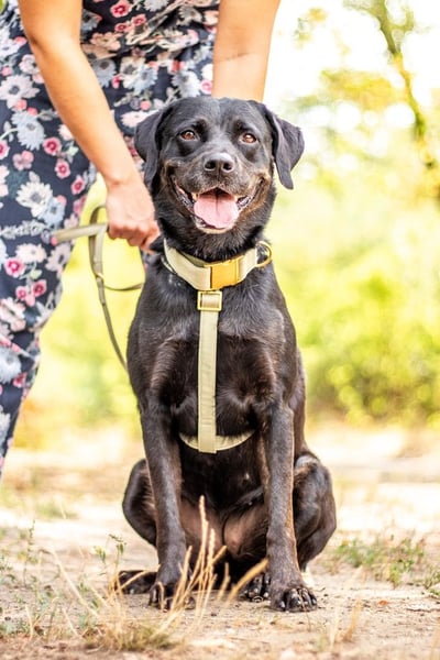 Jasmina, schwarze Schönheit, ca. 6 Jahre, ca. 56 cm, ca. 28 kg