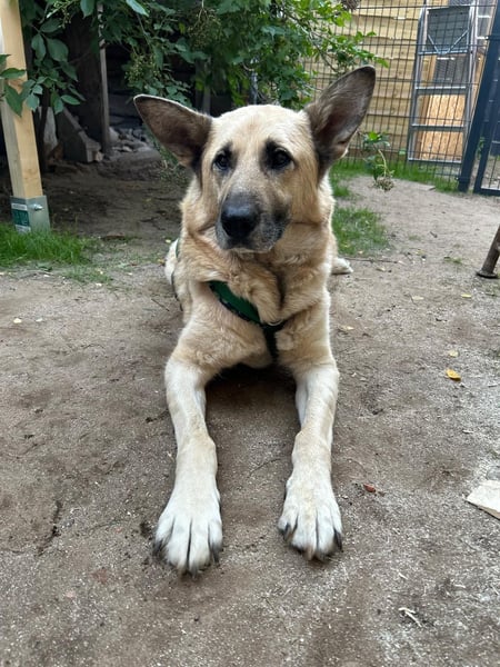 Phili  – ein Kämpfer mit großem Herzen (in Brandenburg, Dahme-Spreewald)