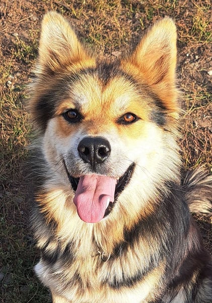 Schöner Cesar (*01/2024) sucht seine Familie