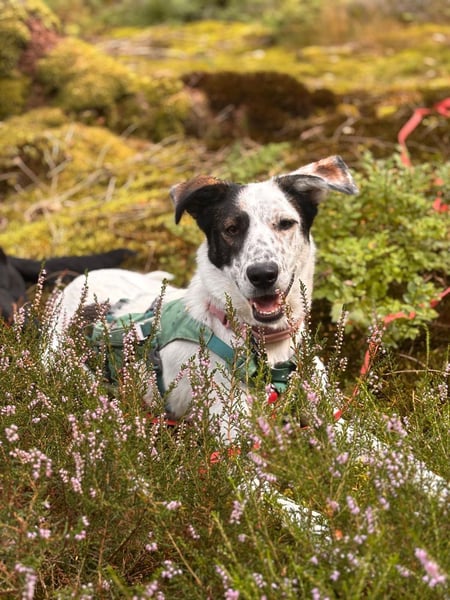 Lotti sucht ihr Zuhause
