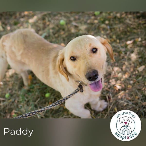 Paddy: Kleiner Held mit großem Herz