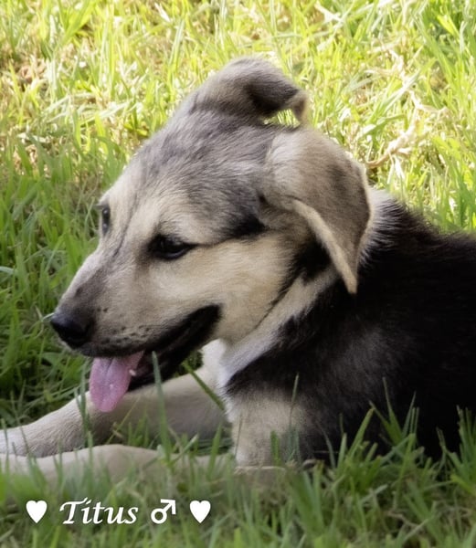 Titus und seine Geschwister suchen ab September ein Zuhause