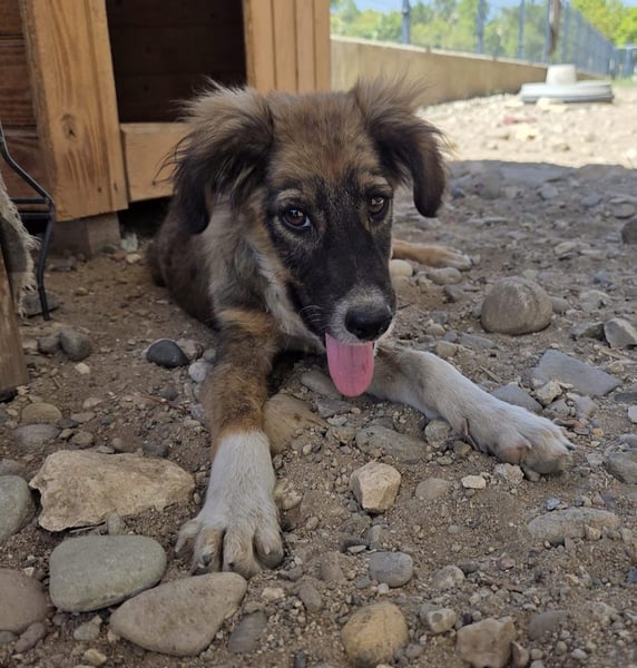 Luca - aufgeweckter Hundejunge