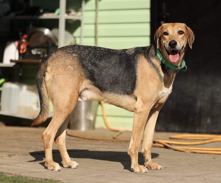 Baddy- Laufhund - sucht ein für immer Zuhause