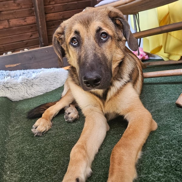 Leander,geb.02/25,schüchterner Hütehundmix sucht seine Familie,bereits auf PS in 57271 Hilchenbach