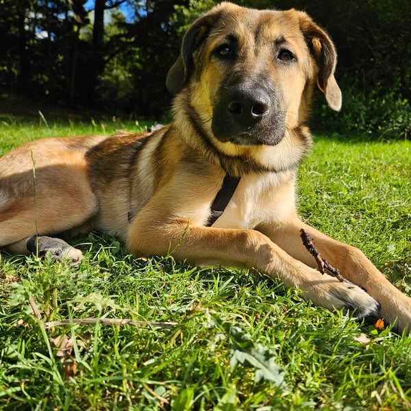 Leander,geb.02/25,hübscher Hütehundmix sucht seine Familie,bereits auf PS in 57271 Hilchenbach