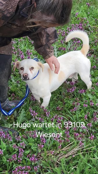 Hugo wartet in 93109 Wiesent