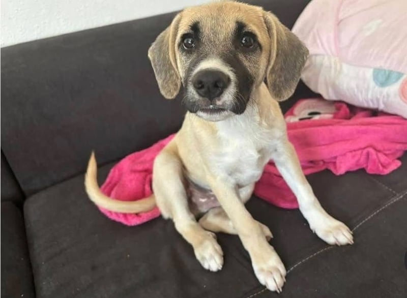 Leo sucht sein Zuhause