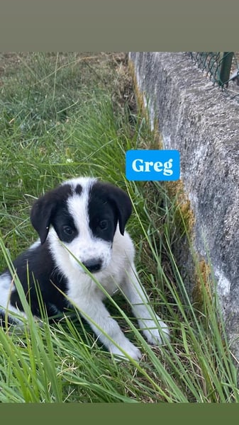 Greg sucht seine Menschen