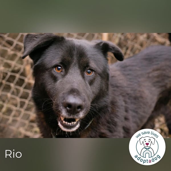 Rio– ein Hund mit Herz am rechten Fleck!