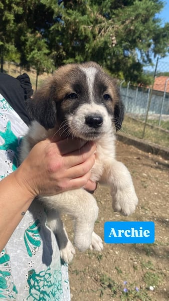 Archie sucht seine Familie