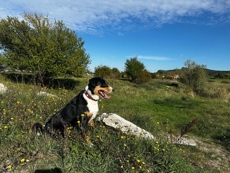 Appenzeller Sennenhündin aus Süddeutschland, 4 Jahre alt sucht Dich