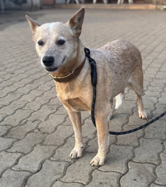 Kelly, geboren 16.05.2023, 48cm sucht ihr Körbchen