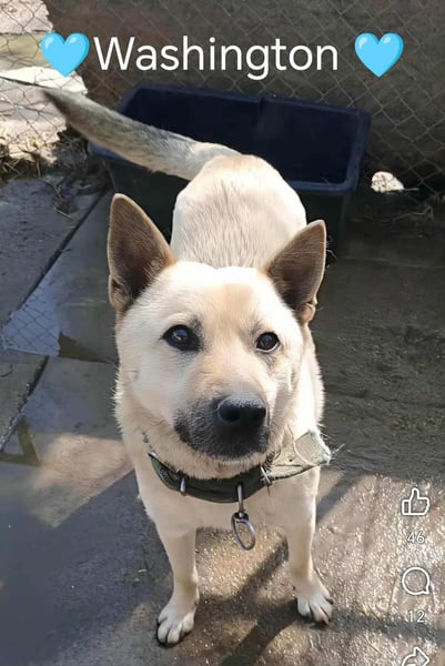 WASHINGTON - Gerettet, um gequält zu werden