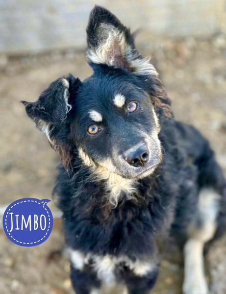 Jimbo ein Seelenhund