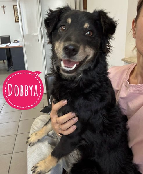 Dobbya eine fröhliche Natur