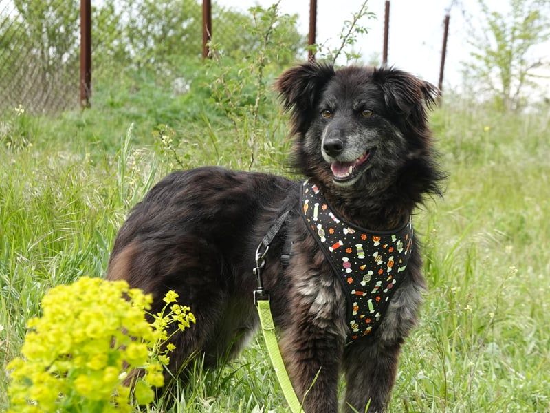 Hübsche Berta sucht ihre Menschen