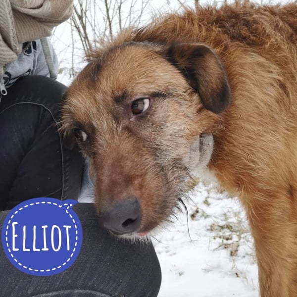 Elliot ein wundervoller Rüde