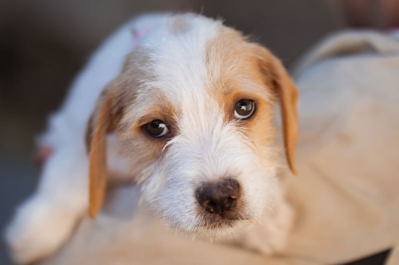 Kleine FREYJA❤️ein Sonnenscheinchen auf vier Pfoten sucht ihr Zuhause voller Liebe