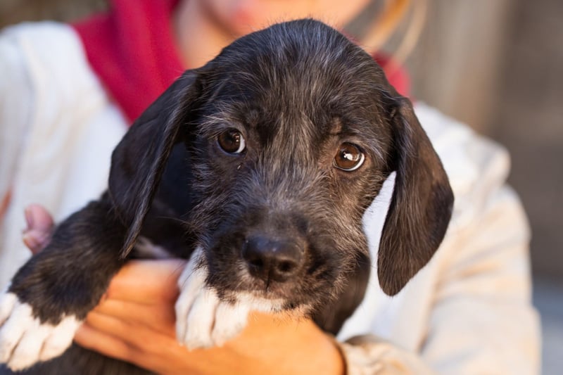 Olivia ❤️ junges, lebensfrohes Hundemädl