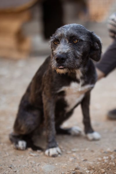 Barak-Mix-Mädchen Lidina ❤️ jung u. aktiv