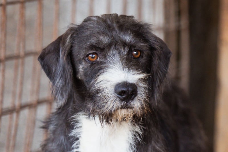 Barak-Mix-Mädchen Alani ❤️ sanft+zurückhaltend