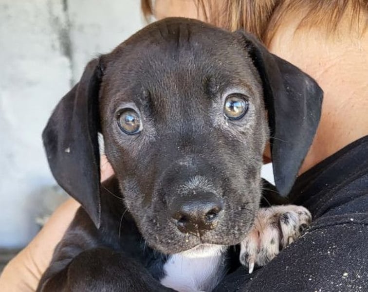 ROSI❤️bezaubernde Bracke-Barak-Mix-Welpin und ein Wirbelwind mit Herz & Schmusegarantie!