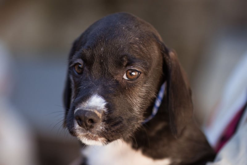kleiner MILES❤️charmanter Abenteurer sucht Kuschelplatz fürs Leben!