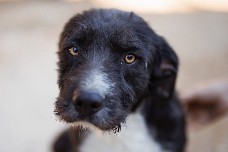 Barak-Mix RICCI❤️fröhlicher, lieber und neugieriger Powerpfoten-Junge