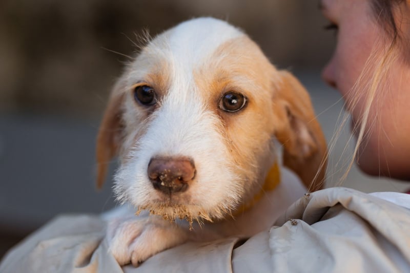 Zuckerschnute ARIA❤️liebt Abenteuer – und Kuscheleinheiten noch mehr!