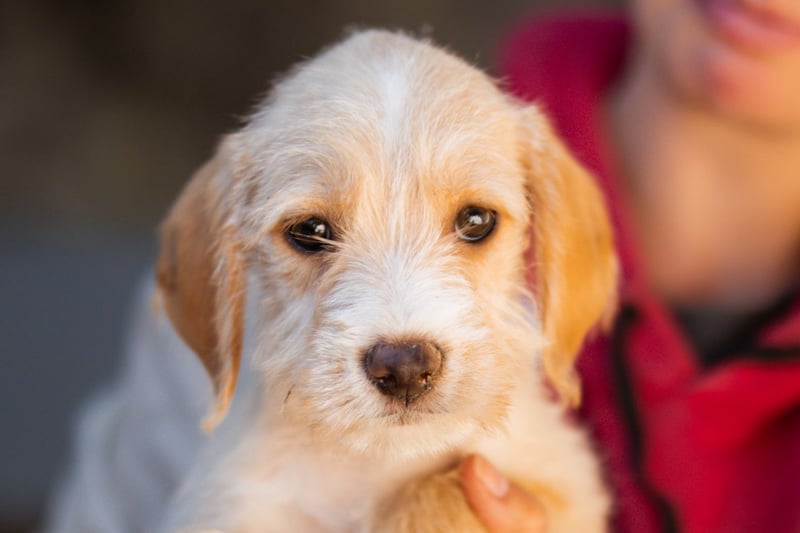 Anka ❤️ verspieltes, junges Hundemädchen