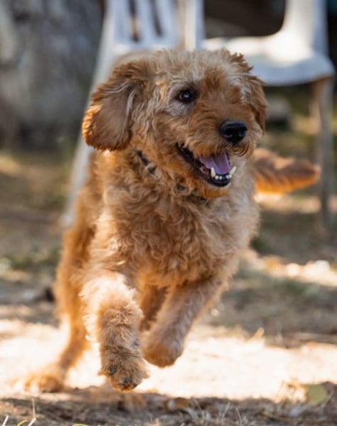 OldBoy GOGO❤️vitaler Barak-Mix-Senior mit viel Energie, Charakter & Liebe