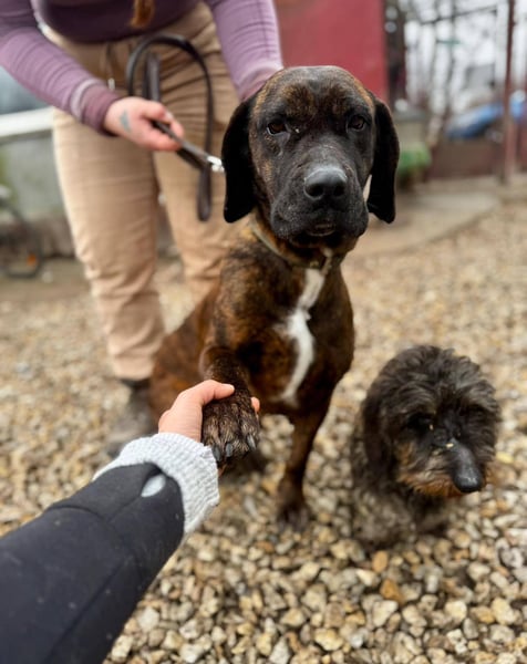 VESNA ca. 8 J. BGS-mix- Seelenhündin sucht Geborgenheit