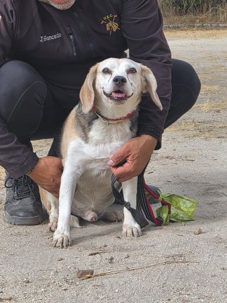 Trasto - Beagle Senior sucht lebensfrohe Familie