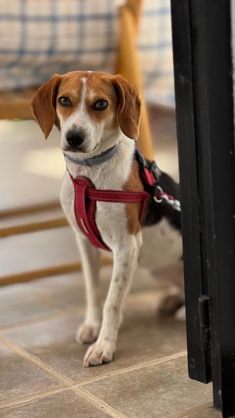 Zauberhafte Afon sucht Familienanschluss