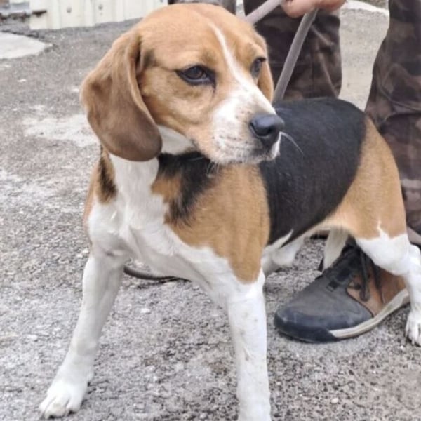 GINO MÖCHTE ANKOMMEN