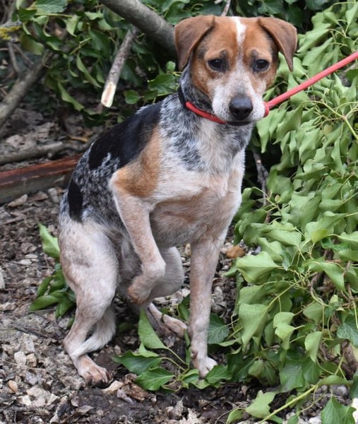 Lilu - dem engen Zwinger entkommen!
