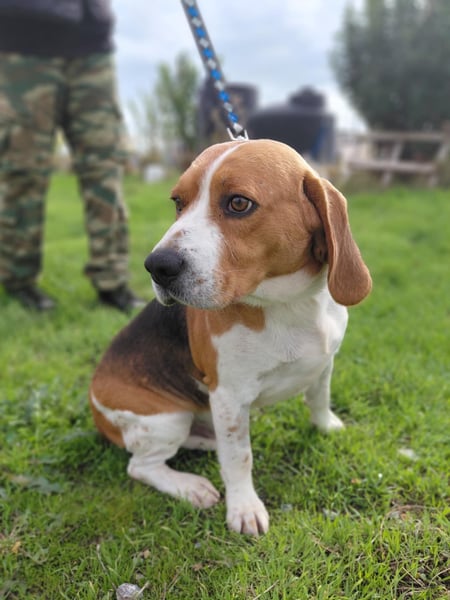 Sniffers - sucht zweite Chance