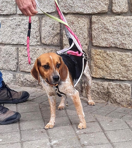 Maximo (Max) - bezaubernder BeagleMix sucht DICH!