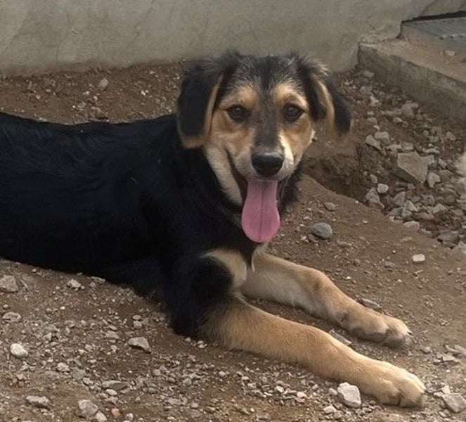 Bijou: verspielt, fröhlich und sozial