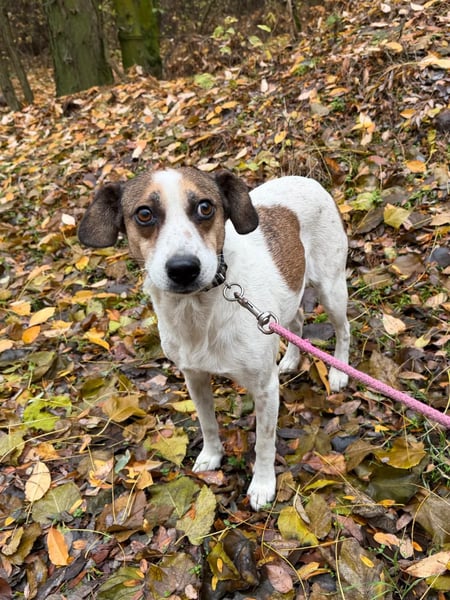 Csiri BE - kleine Hündin sucht liebes Zuhause