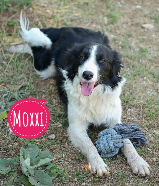 Moxxi die sanfte treue Begleiterin