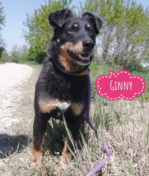 Ginny eine wundervolle Hündin