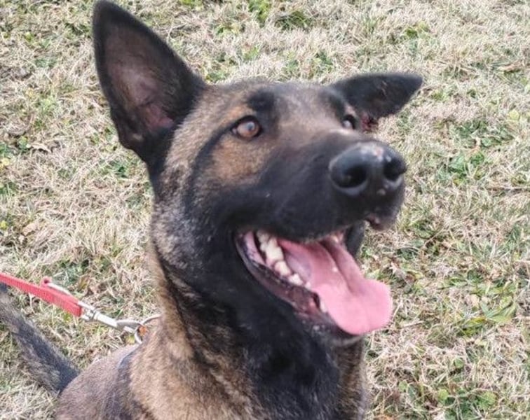 Belg. Schäferhündin Brita ❤️ sucht aktive Familie