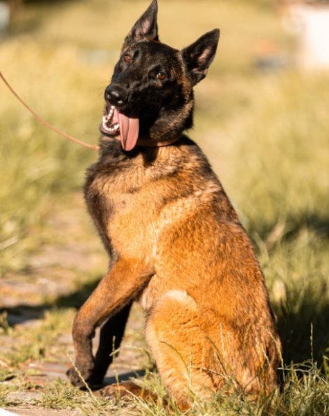 Belgischer Schäfi-Jungrüde ♥ Max ♥ eine verkuschelte Sportskanone