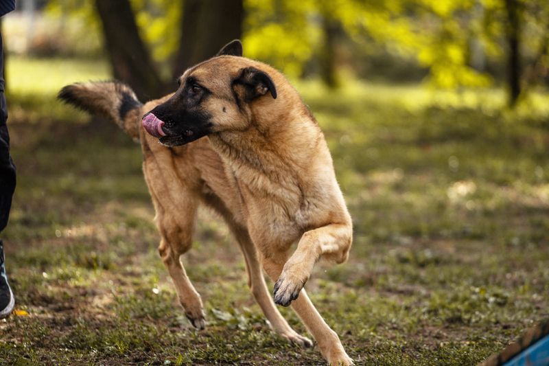 TARIK - ein Muss für alle Schäferhund-Fans!
