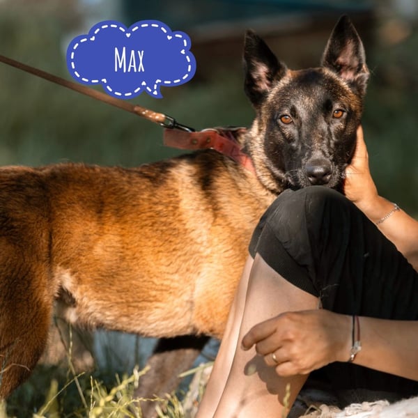 Max ein unglücklicher Schatz