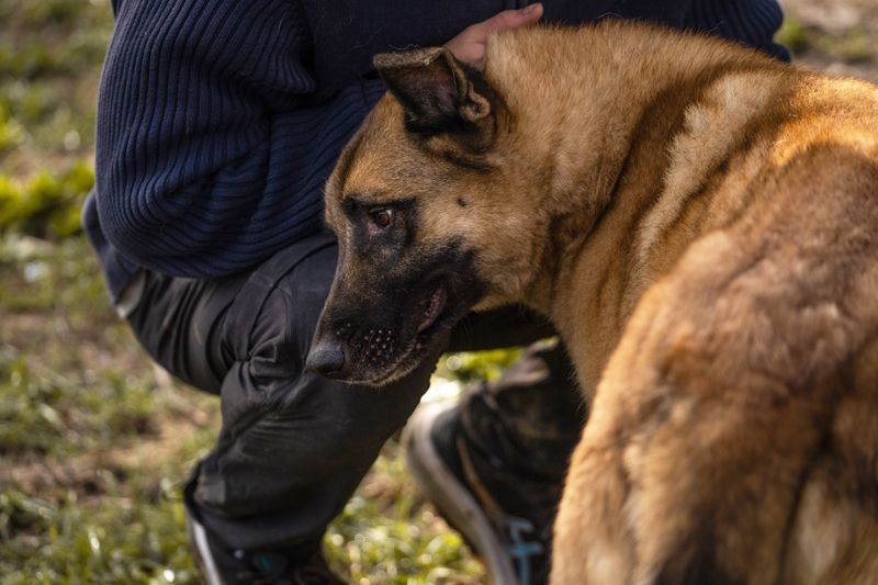 TARIK - ein Muss für alle Schäferhund-Fans!